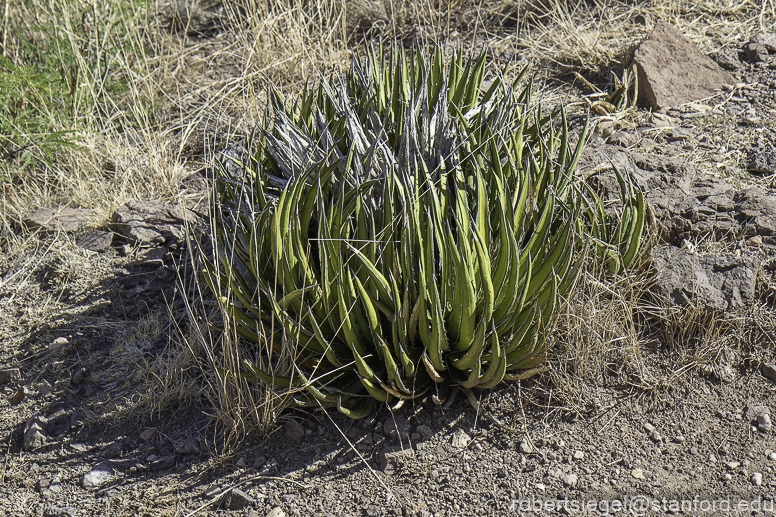 Big Bend National Park